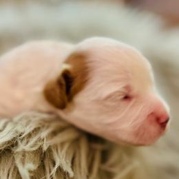 Rubin - Apricot and white male Cavachon puppy in Natural Bridge, Virginia from Rockbridge Puppies