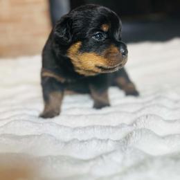 Purple Girl - Black and mahogany female Rottweiler puppy in Humble, Texas from Inexorable Haus Early Rotts