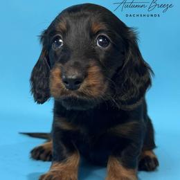 Blythe - Black and tan female Dachshund puppy in Clever, Missouri from Autumn Breeze Dachshunds