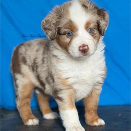 Purple collar - Red merle female Miniature American Shepherd puppy in Pueblo West, Colorado from Bear River Ranch LLC