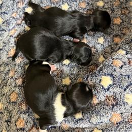Shih Tzu puppies from Furbourne Farms