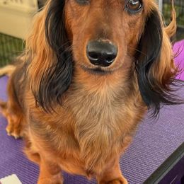 Dachshunds from Miniature Dreams Dachshunds