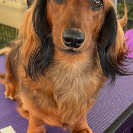 Dachshunds from Miniature Dreams Dachshunds