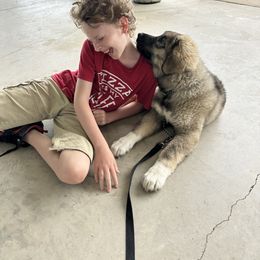 Christian - Gray Caucasian Shepherd Dog puppy in Evans, Washington from Guardian Kennels