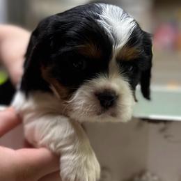 Apollo - Tri-color male Cavalier King Charles Spaniel puppy in Oroville, California from Happy Tails Kennel