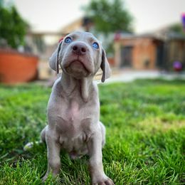 German Shorthaired Pointer and Weimaraner Puppies from SilverBay GunDogs