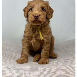 Alfonso - Caramel male Australian Labradoodle puppy in Sacramento, California from Little Farmstead Labradoodles