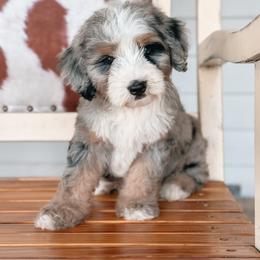 Bernedoodle, Sheepadoodle, and Whoodle Puppies from Wonderland’s Boujie Kennels