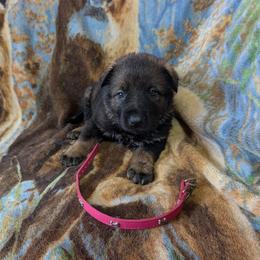 Pink - Sable female German Shepherd puppy in Motley, Minnesota from Von Thomson Haus