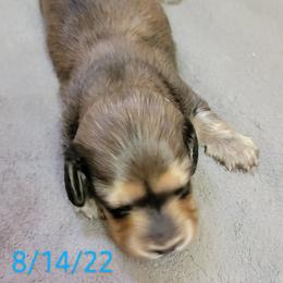 Dachshund Puppies from CLARK'S BREEDING PROGRAM