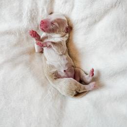 Cracker Jack - Red female Bernedoodle puppy in Jackson, Missouri from Pincksten Family Doodles