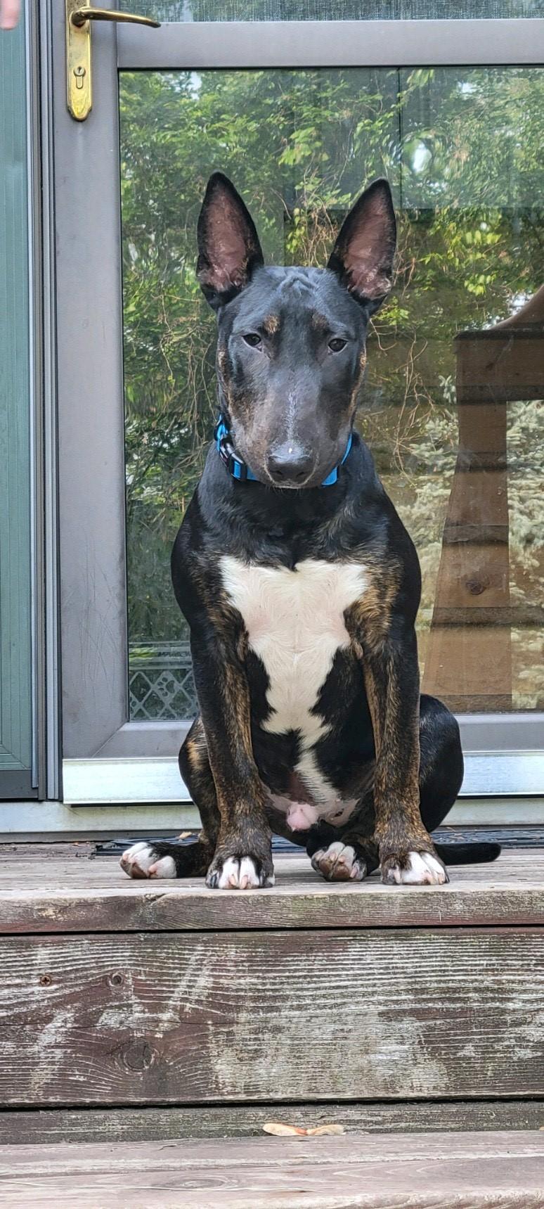 The Dynasty in Missouri | Bull Terrier and Poodle puppies | Good Dog