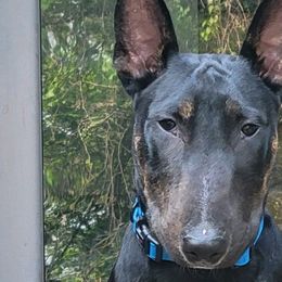 Bull Terriers from Shotgun B.T.