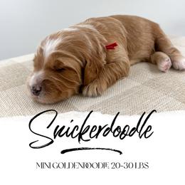 Snickerdoodle - Apricot male Goldendoodle puppy in Hollister, Missouri from Wild Acres Goldendoodles