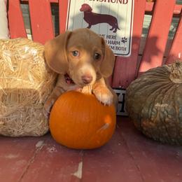 Kanga - Cream male Dachshund puppy in Homedale, Idaho from Jeff & Joette