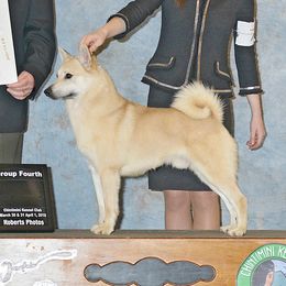 Skipper - Norwegian Buhund