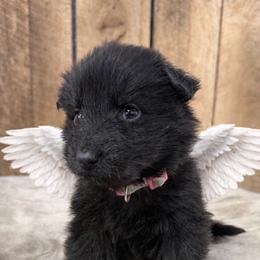 Pink DL - Black female German Shepherd puppy in Terra Alta, West Virginia from Shepherd Country Farm and Kennels
