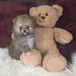 Tigger - Orange sable male Pomeranian puppy in Smithville, Texas from Lafary Poms