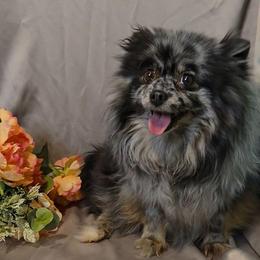 Sprout - Pomeranian