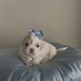 Chamomile Teaspoon - White female Shih Tzu puppy in Cedar Hill, Texas from Puppy Paper House