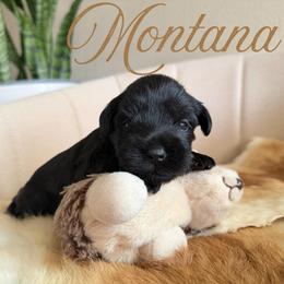 Montana AKC - Black female Miniature Schnauzer puppy in Victorville, California from West Coast Royal Miniature Schnauzer