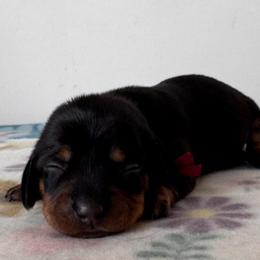 Blanche - Black and tan female Dachshund puppy in Wallingford, Kentucky from Hensley Homestead Dachshunds
