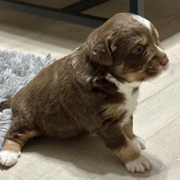 Copper Doodle - Red tri-color male Aussiedoodle puppy in Charlestown, Indiana from Forever Aussies and A Doodle