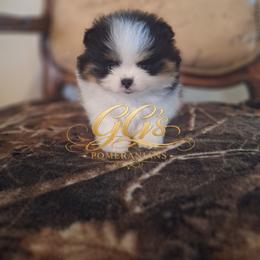 Gemini - Black parti male Pomeranian puppy in Oologah, Oklahoma from GG's Pomeranians