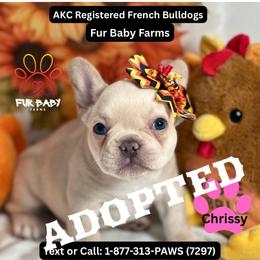 Chrissy - White female French Bulldog puppy in Michigan from Fur Baby Farms