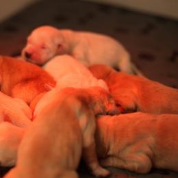 Patrick (Paddy) 2nd Male Pick - Golden male Golden Retriever puppy in Paoli, Indiana from Rose n’ Thistle Farm