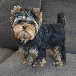 Ella - Yorkshire Terrier