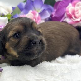 Banks - Red male Dachshund puppy in Exeter, California from Sawtooth Miniature Dachshunds