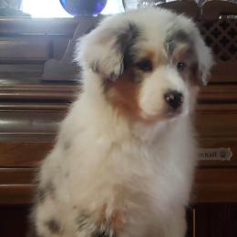 Australian Shepherd Puppies from Platinum Edition