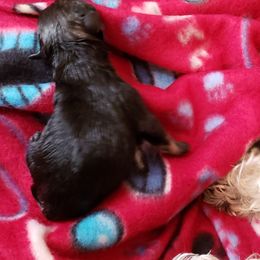 Miniature Schnauzer Puppies from Starbound Miniture Schnauzer's