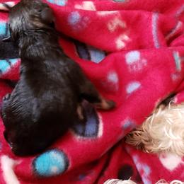 Miniature Schnauzer Puppies from Starbound Miniture Schnauzer's