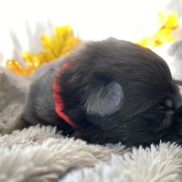 German Shepherd Puppies from Faithful Heart German Shepherds