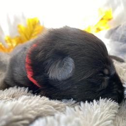German Shepherd Puppies from Faithful Heart German Shepherds