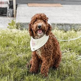 Sonya - Goldendoodle