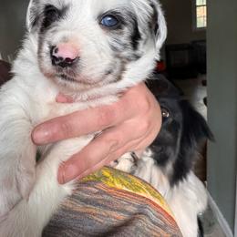 Hurley - male Sporty Mix puppy in Richland, Michigan from Seay's Sporty Mixes
