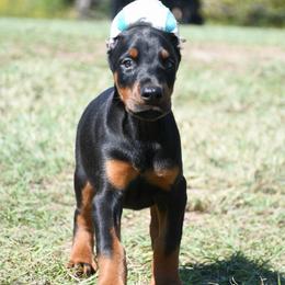 Ransom - Black and rust male Doberman Pinscher puppy in Overton, Texas from Obsidian Kennel