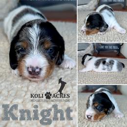 Knight - AKC - Black and tan male Dachshund puppy in Kemp, Texas from Koli Acres