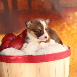 Pembroke Welsh Corgi Puppies from 3W Corgis