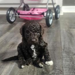 Philautia - Brown and white female Cockapoo puppy in Fort White, Florida from Jade