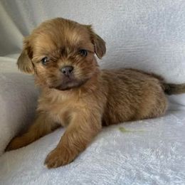 Shih Tzus from Jasper Shih Tzu