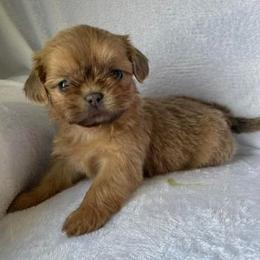 Shih Tzus from Jasper Shih Tzu