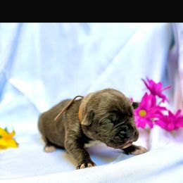 Cane Corso Puppies from Mostro Legacy Kennel