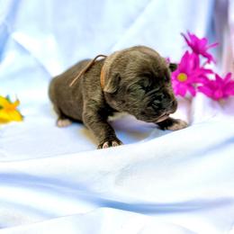 Cane Corso Puppies from Mostro Legacy Kennel