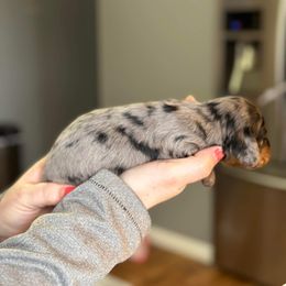 Dachshund Puppies from Rea's Puppies