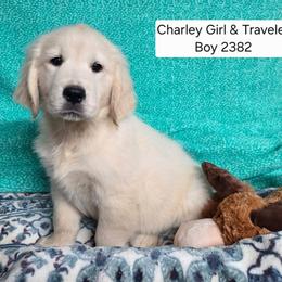 Charlie Boy 3 - Golden male Golden Retriever puppy in Niles, Michigan from Family Raised Goldens