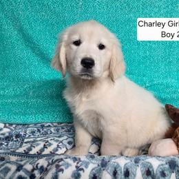 Charlie Boy 3 - Golden male Golden Retriever puppy in Niles, Michigan from Family Raised Goldens